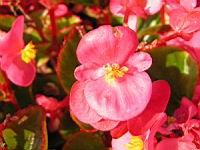 Begonia semperflorens cv Quick Pink (fam. Begoniacees) (3) (Photo F. Mrugala)